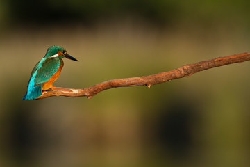 martin pecheur perché