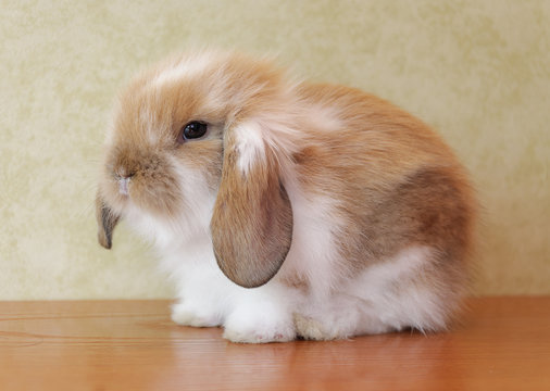 cute lop eared bunny sitting on a house floor