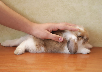 Lop-eared  bunny and a hand which stroked it