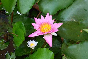 Pink lotus in the pool