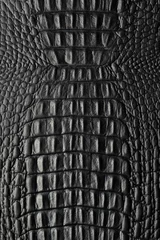 Fotobehang Zwarte kroko © tdw