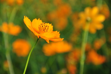 キバナコスモス