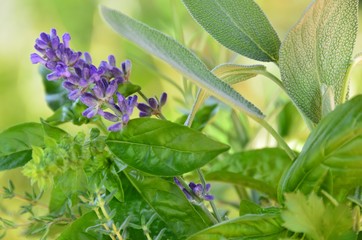 herbs