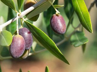 olives