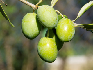 green olives