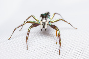 cosmophasis umbratica jumping spider