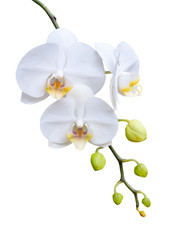 Naklejka na ściany i meble Piękna biała orchidea kwitnienie.