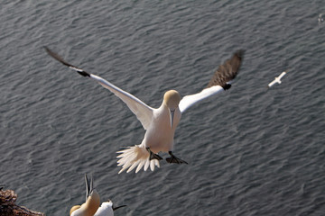 Basstölpel am Vogelfelsen auf Helgoland