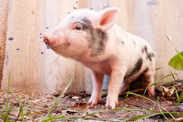Close-up of a cute muddy piglet running around outdoors on the f