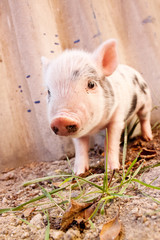 Close-up of a cute muddy piglet running around outdoors on the f