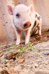 Close-up of a cute muddy piglet running around outdoors on the f
