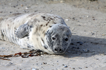 Kegelrobbe auf Helgoland