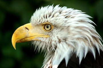Bald Eagle's head - Profile - Leflt side