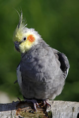 Grauer Nymphensittich