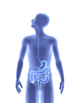 The human body - Digestive system