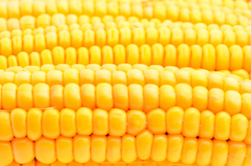 Golden grain corn
