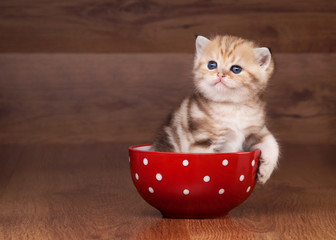 small golden british kitten on table with wooden texture in red