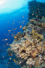 Naklejka na ściany i meble Tropikalna scena rafa koralowa