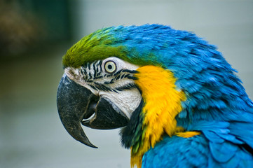 Ara's head - Profile - Leflt side