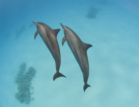 Pair of wild spinner dolphins