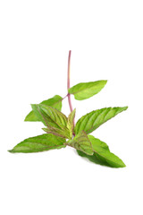 Mint
