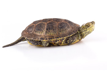 Obraz premium Kind turtle