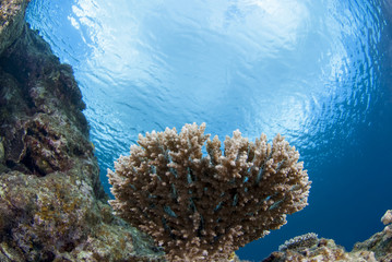 青い海とサンゴ
