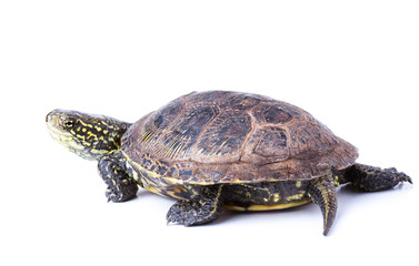 Turtle walks isolated