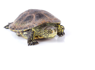 Fototapeta premium Turtle isolated