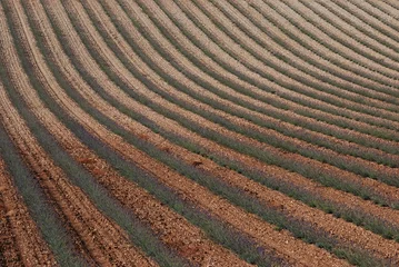 Gordijnen champs de lavande © Fred