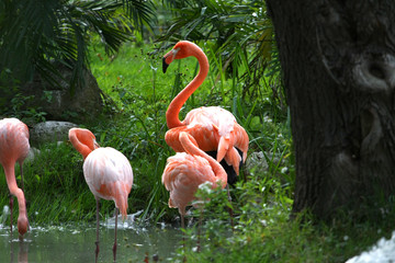 American Flamingo male displaying