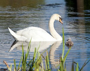 Swan family