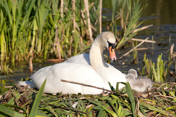 Swan family