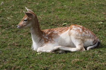 Fallow Deer