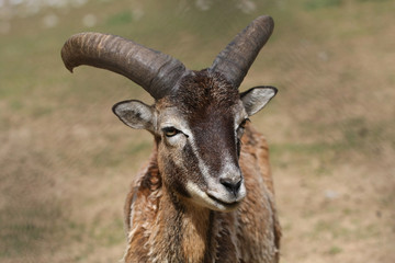Mouflon sheep closeup
