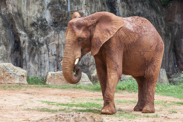 Fototapeta premium Baby Africa elephant