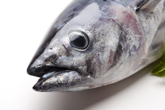 Tuna fish