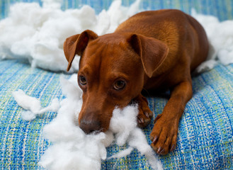 naughty playful puppy dog after biting a pillow