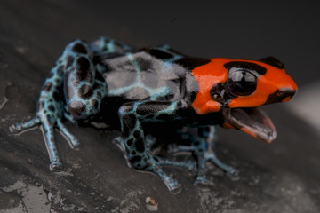 Blessed poison frog / Ranitomeya benedicta