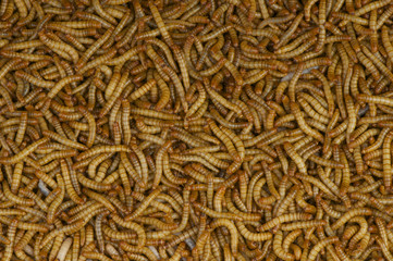 Mealworms / Tenebrio molitor