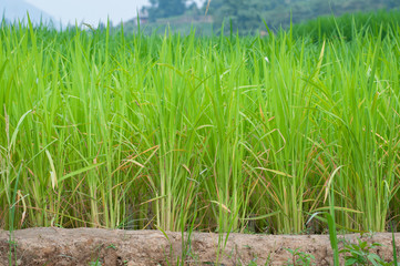 Row of rice field