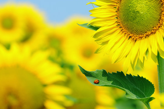ladybug and sunflower