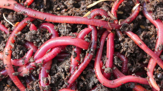 many red worms in dirt - bait for fishing 