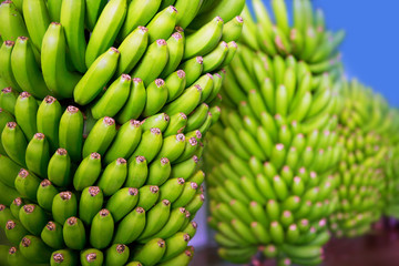 Canarian Banana Platano in La Palma