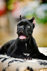 young black Cane Corso puppy lying in front