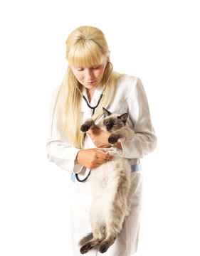 Veterinarian examines a cat