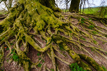 Old Beech Tree