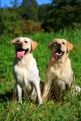 Two Labrador retriever dogs on the meadow