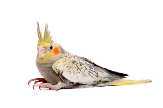 Fototapeta One cockatiel parakeet baby