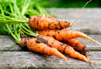 frisch geerntete Bio-Karotten